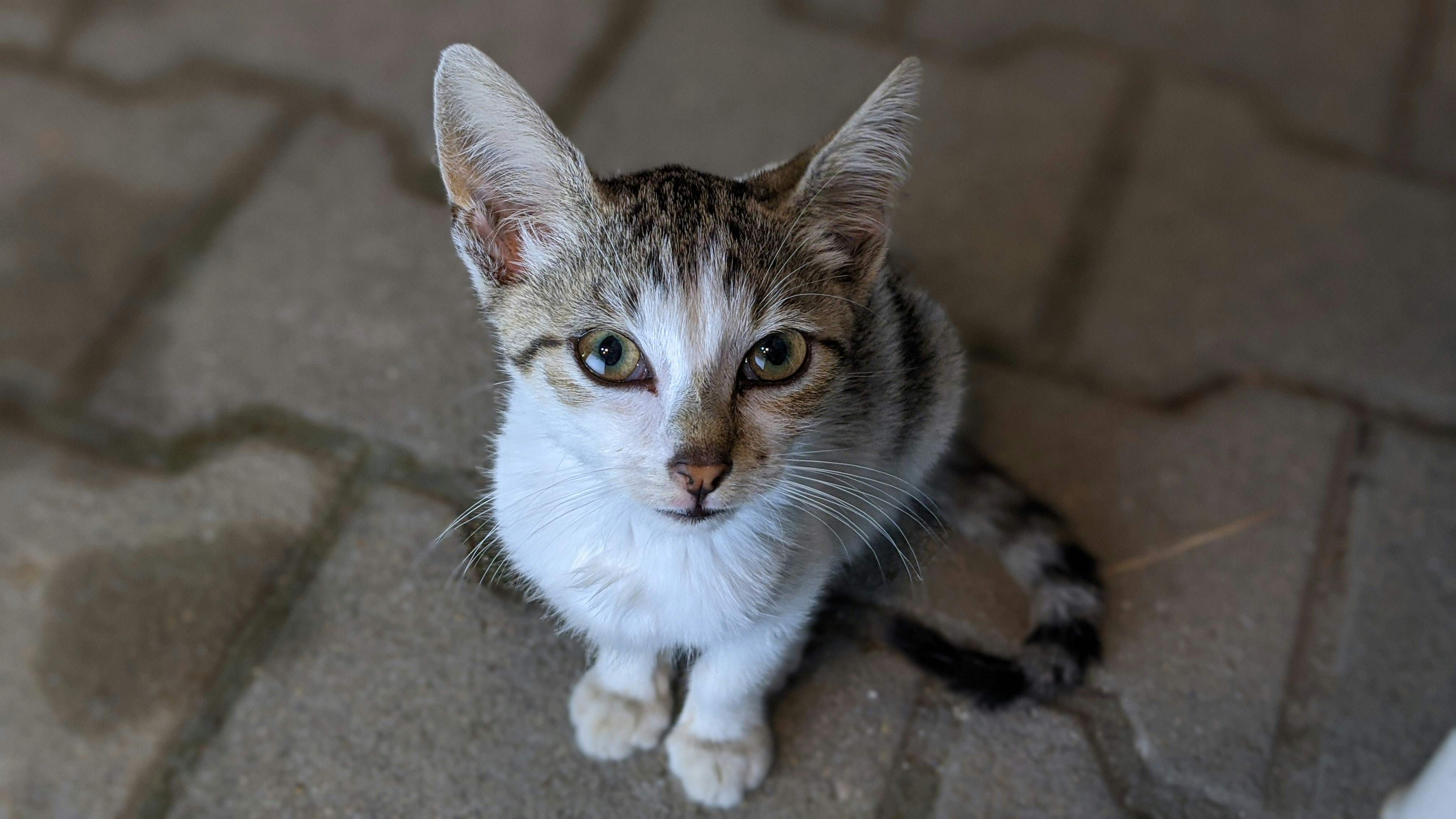 a close up of a cat on a tile floor