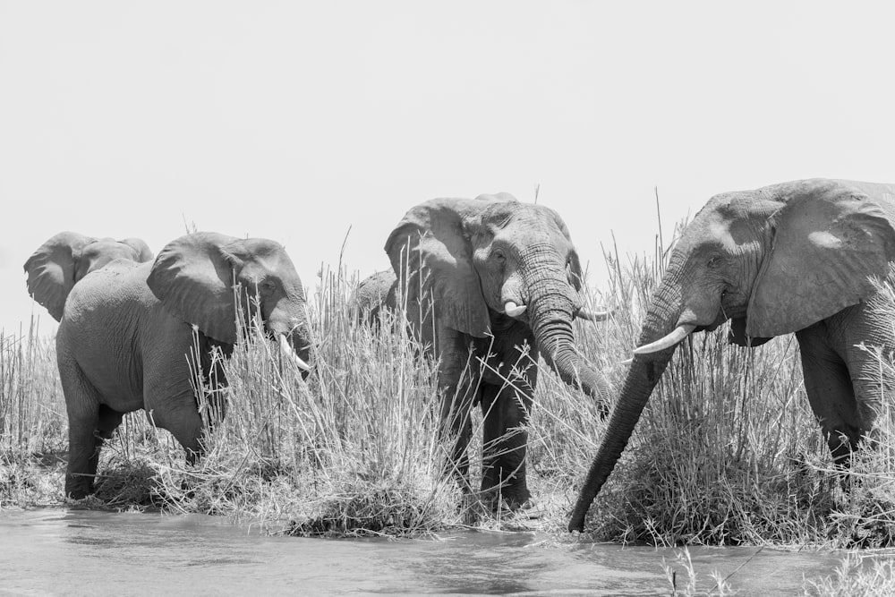a herd of elephants standing next to a body of water