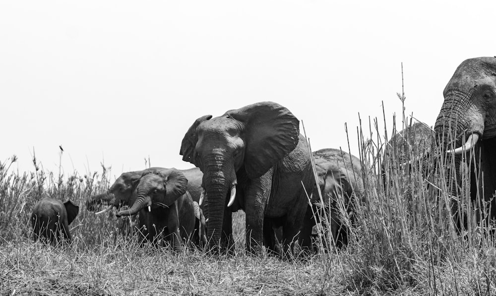 a herd of elephants standing on top of a grass covered field