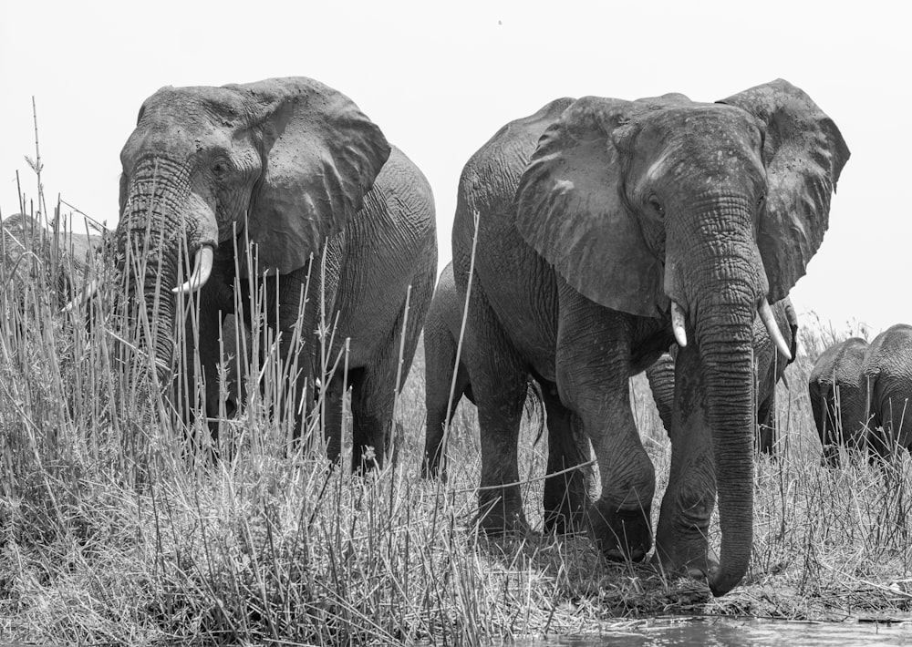 a herd of elephants walking across a grass covered field