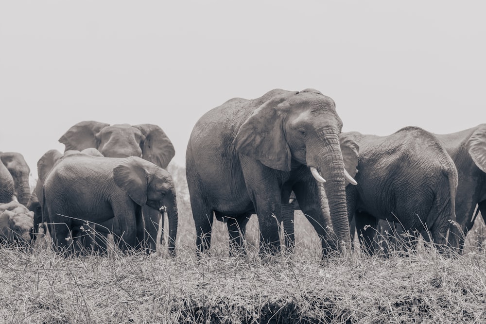 a herd of elephants walking across a dry grass field