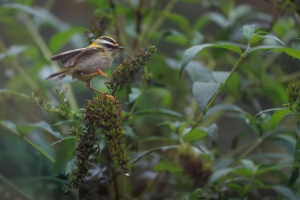 a small bird perched on top of a green plant