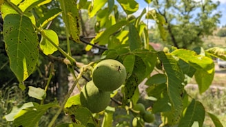 Wide shot of rows of walnut trees with soft morning light filtering through the leaves.
