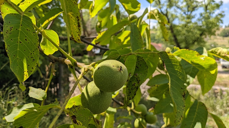 a close up of a tree with leaves