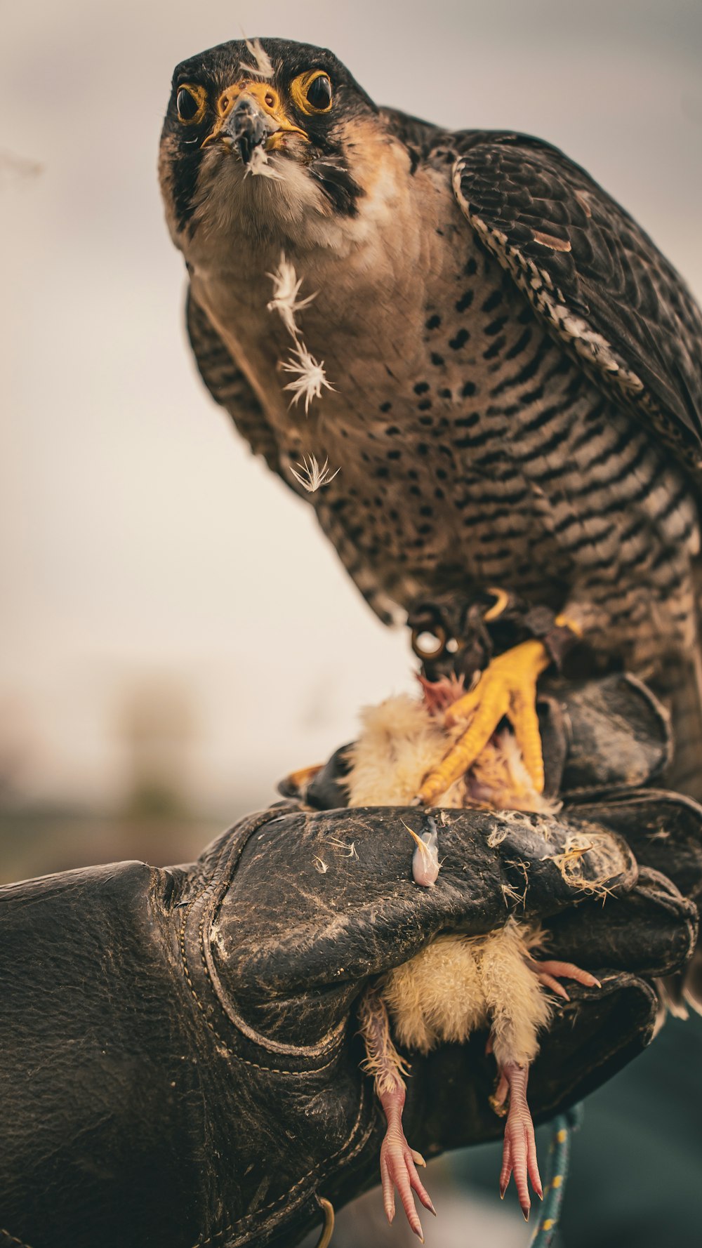 a bird perched on top of a gloved hand