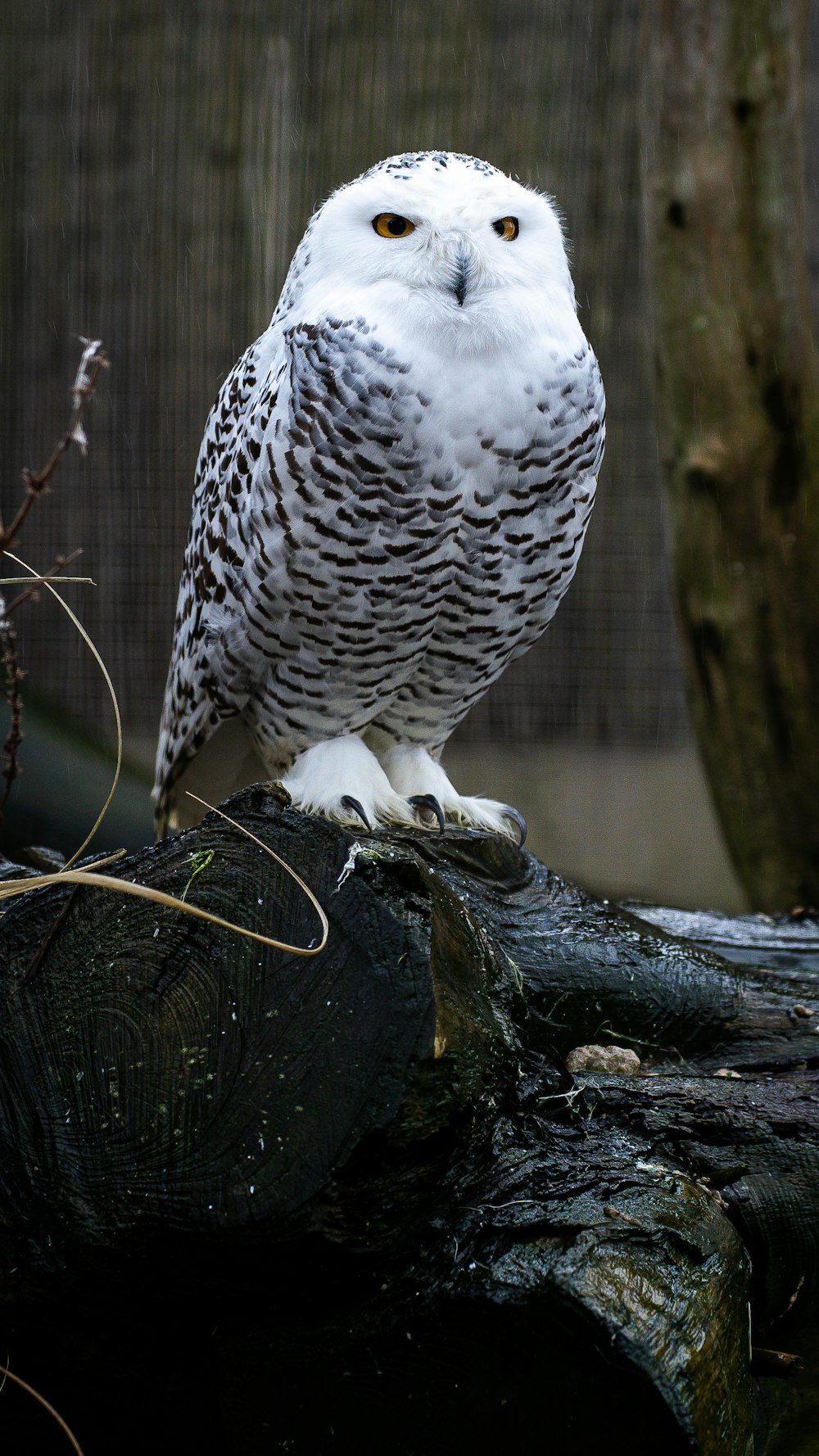 a white owl sitting on top of a tree stump