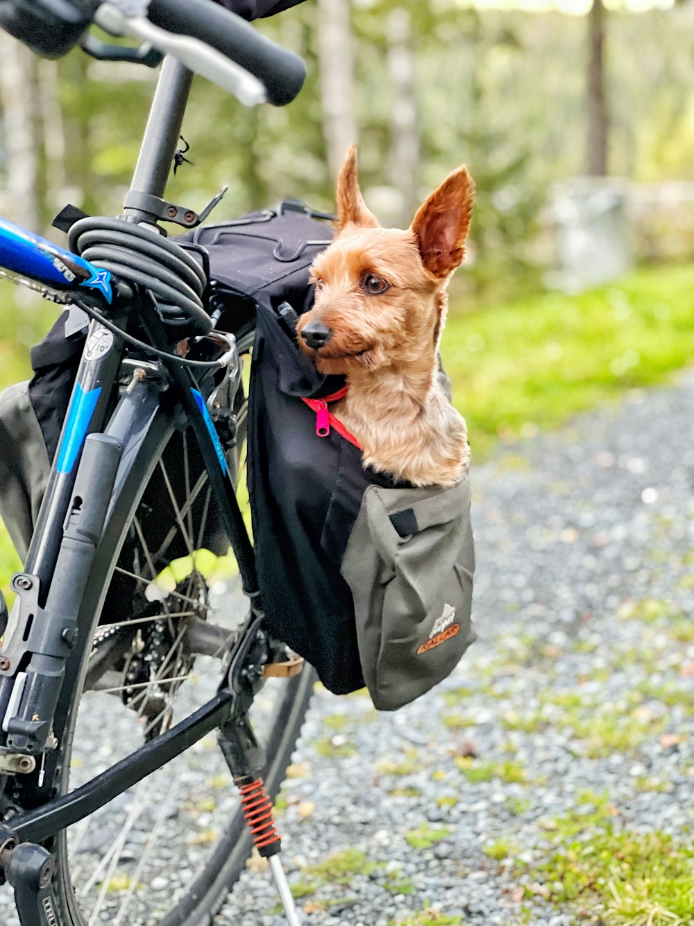 a small brown dog sitting in a bag on the back of a bike
