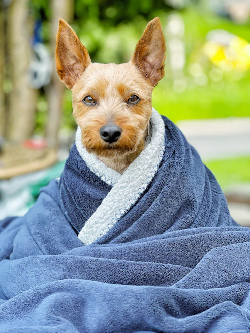 A small terrier wearing a snug anxiety wrap, looking relaxed in a sunny garden