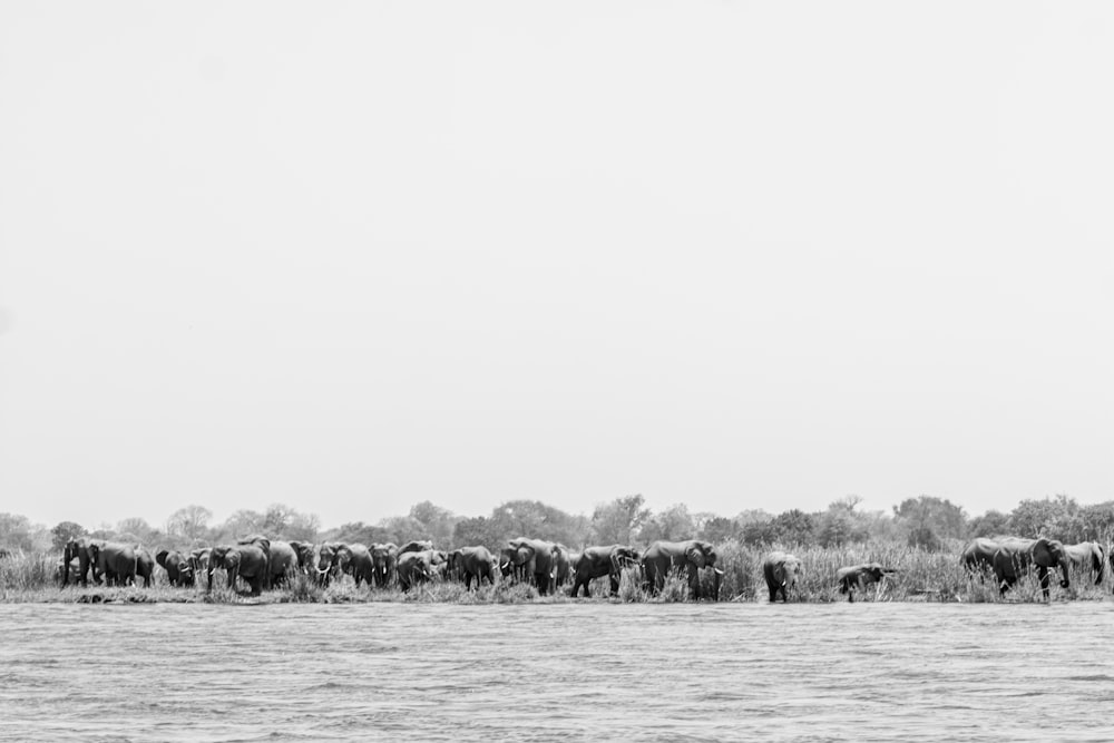 a herd of horses standing on top of a grass covered field