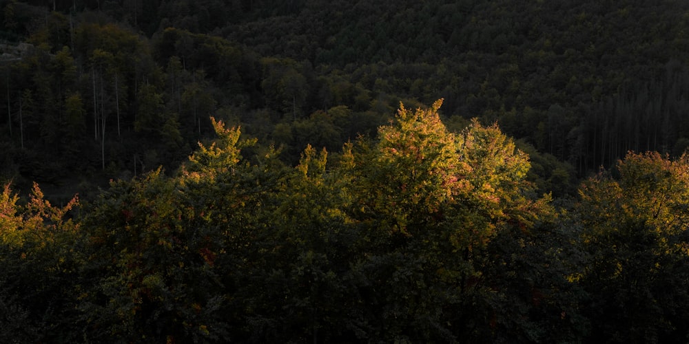 the sun is shining through the trees in the forest