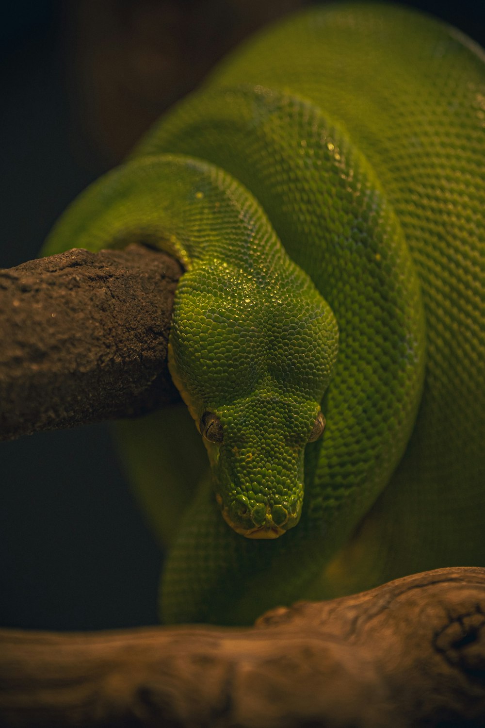 a green snake curled up on a branch
