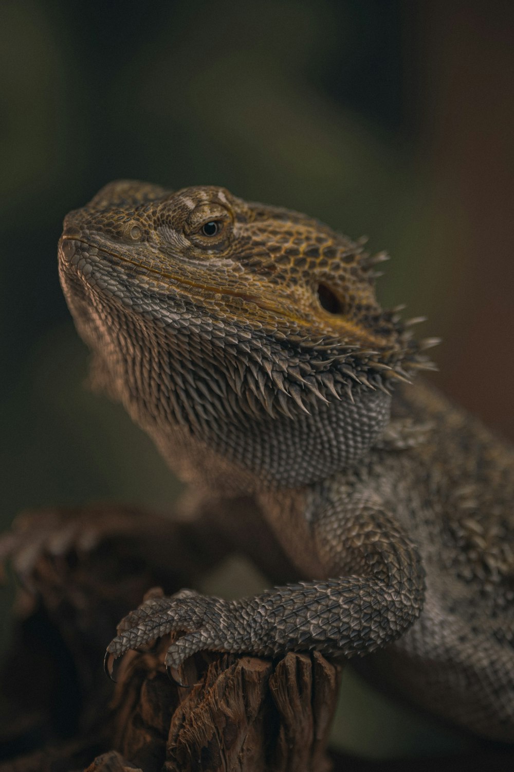 a close up of a lizard on a tree stump