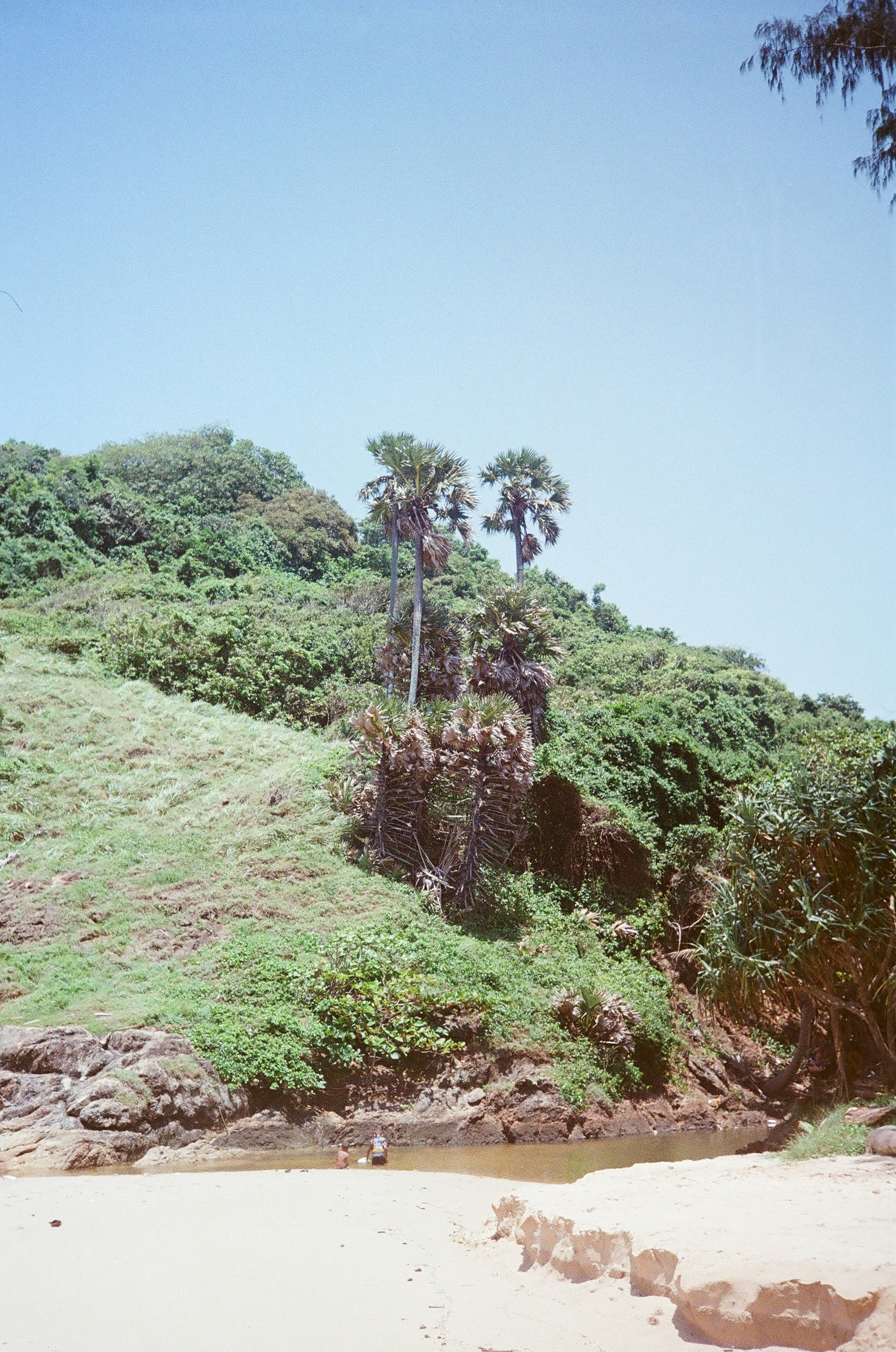 a grassy hill with trees on top of it