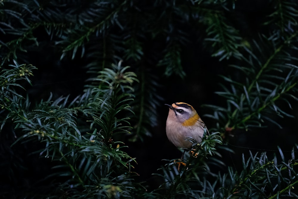 a small bird perched on top of a tree branch