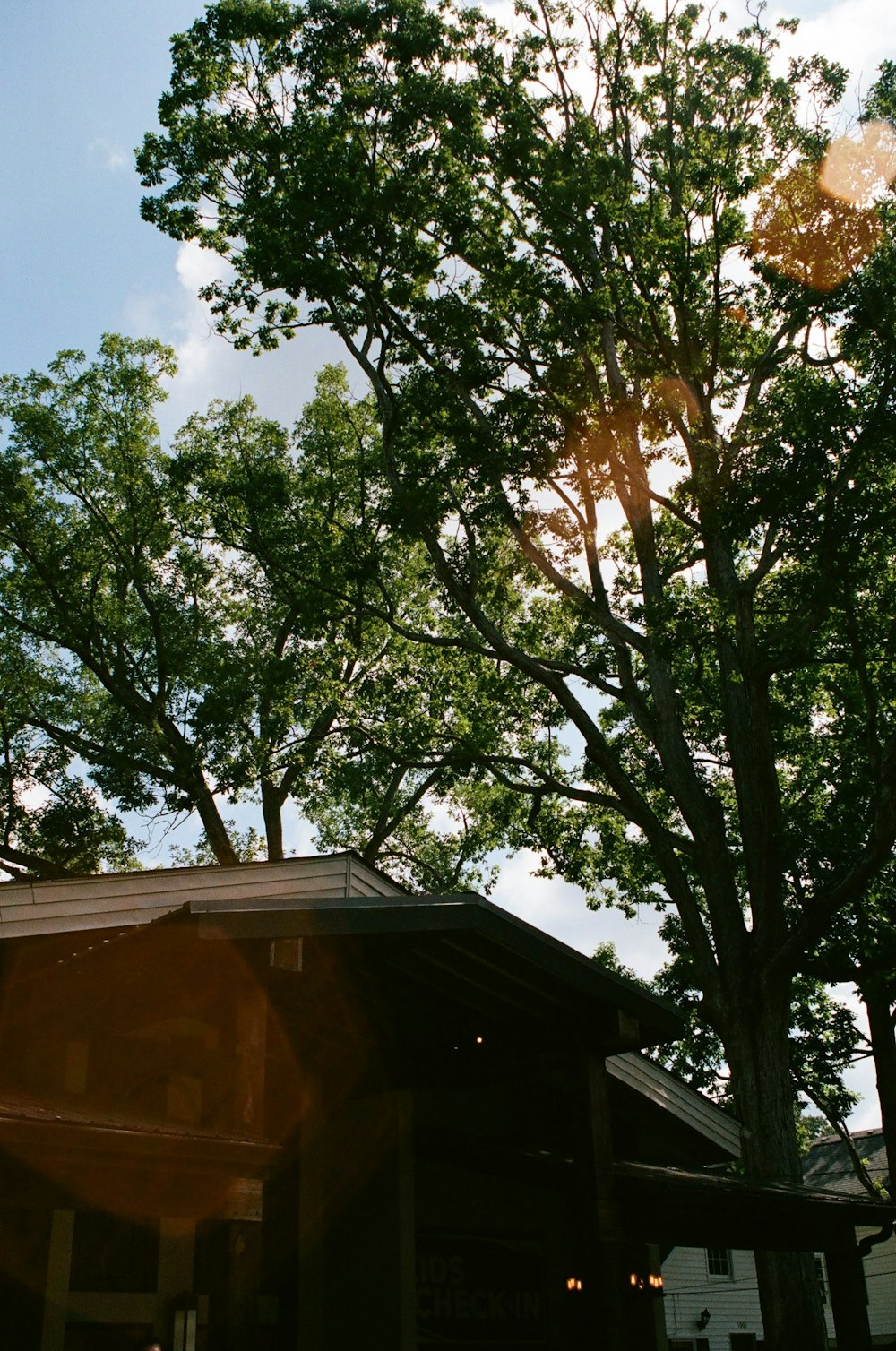 the sun shines through the leaves of a tree