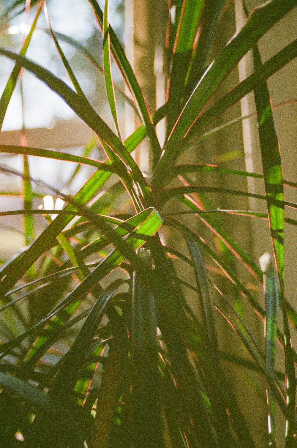 a close up of a plant with green leaves