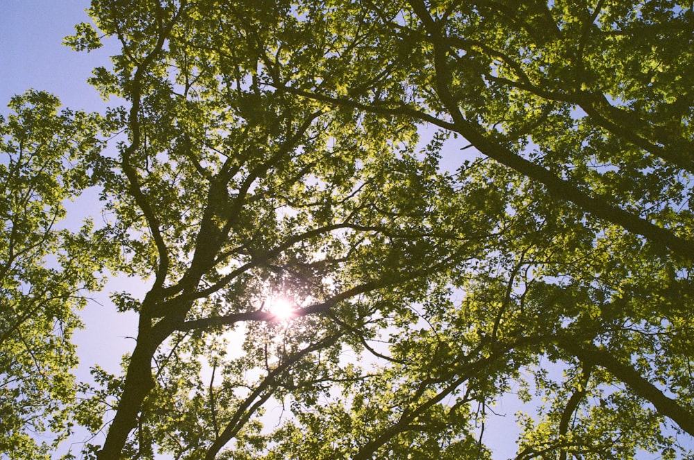 the sun shines through the leaves of a tree