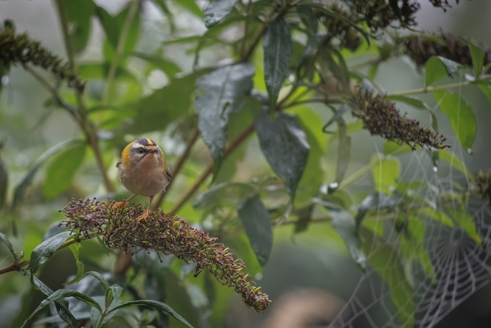 a small bird perched on top of a tree branch