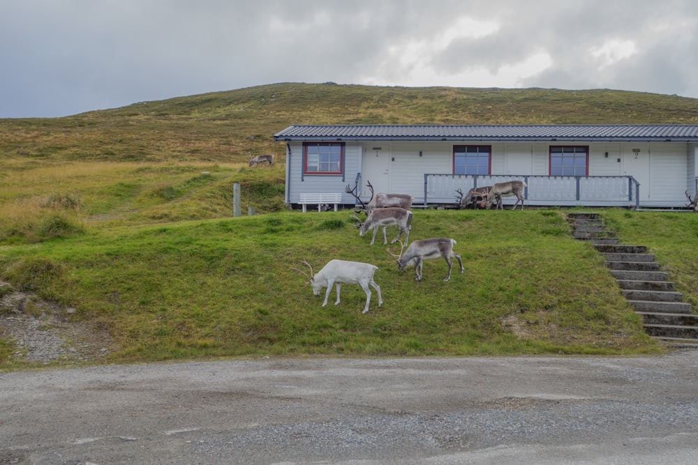 a couple of animals that are standing in the grass