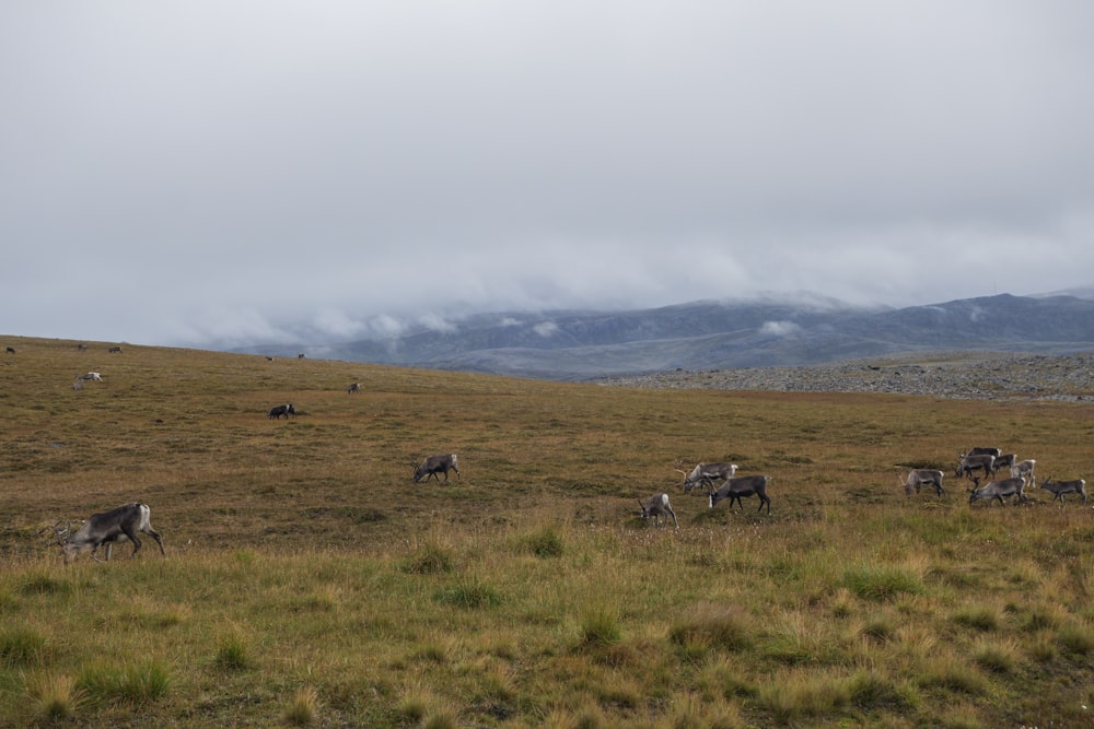 a herd of animals walking across a grass covered field