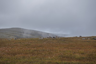 Reindeer herders of Northern Mongolia guiding their herd through a misty forest landscape.