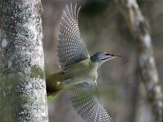 A bird with vibrant green plumage and a striking red patch on its head is captured in mid-flight, showcasing its beautifully patterned wings. The bird is flying near a tree trunk covered in textured bark and lichen, set against a softly blurred natural background.