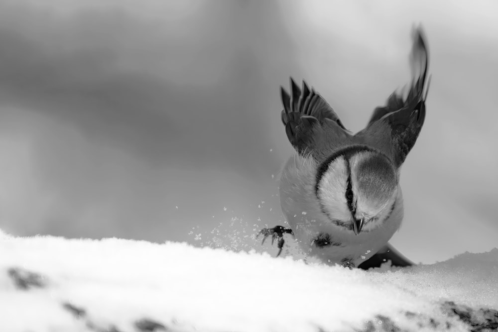 a black and white photo of a bird in the snow