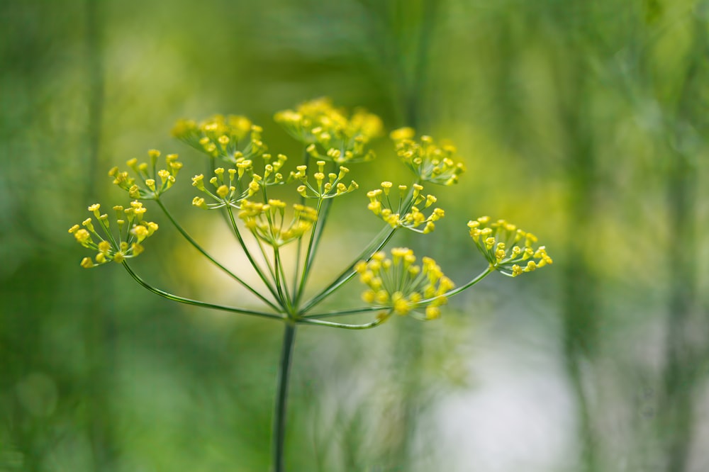 a close up of a plant with yellow flowers