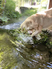 A pet owner cleaning a water bowl outdoors with sunlight highlighting the sparkling water.