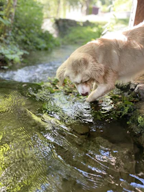 A pet owner cleaning a water bowl outdoors with sunlight highlighting the sparkling water.