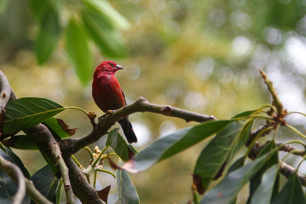 a red bird sitting on a branch of a tree