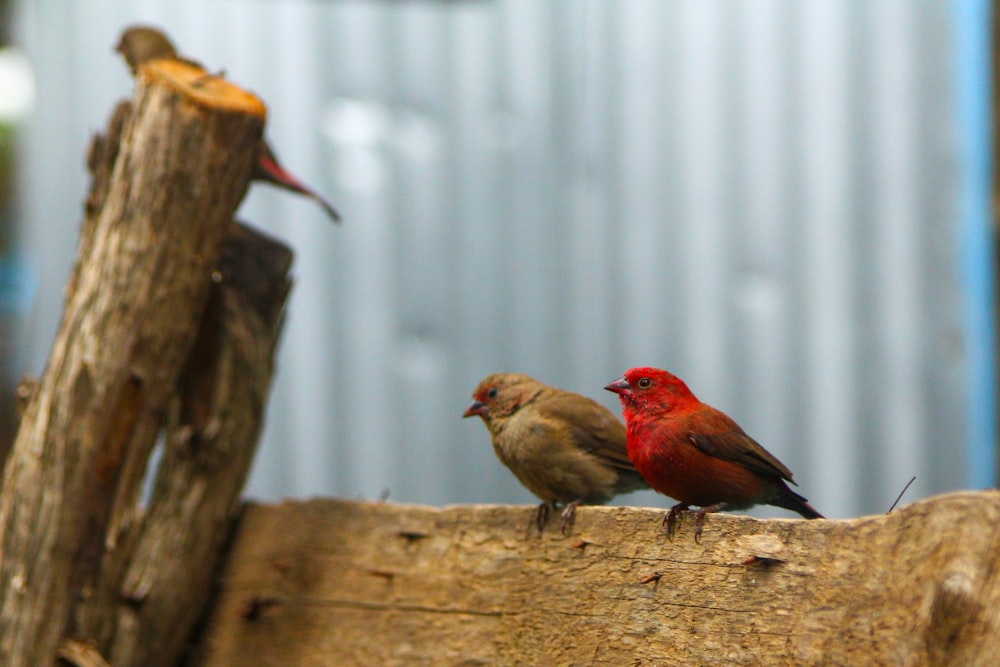 a couple of birds that are sitting on a piece of wood