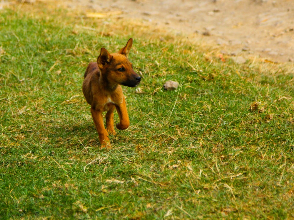 a small brown dog walking across a lush green field