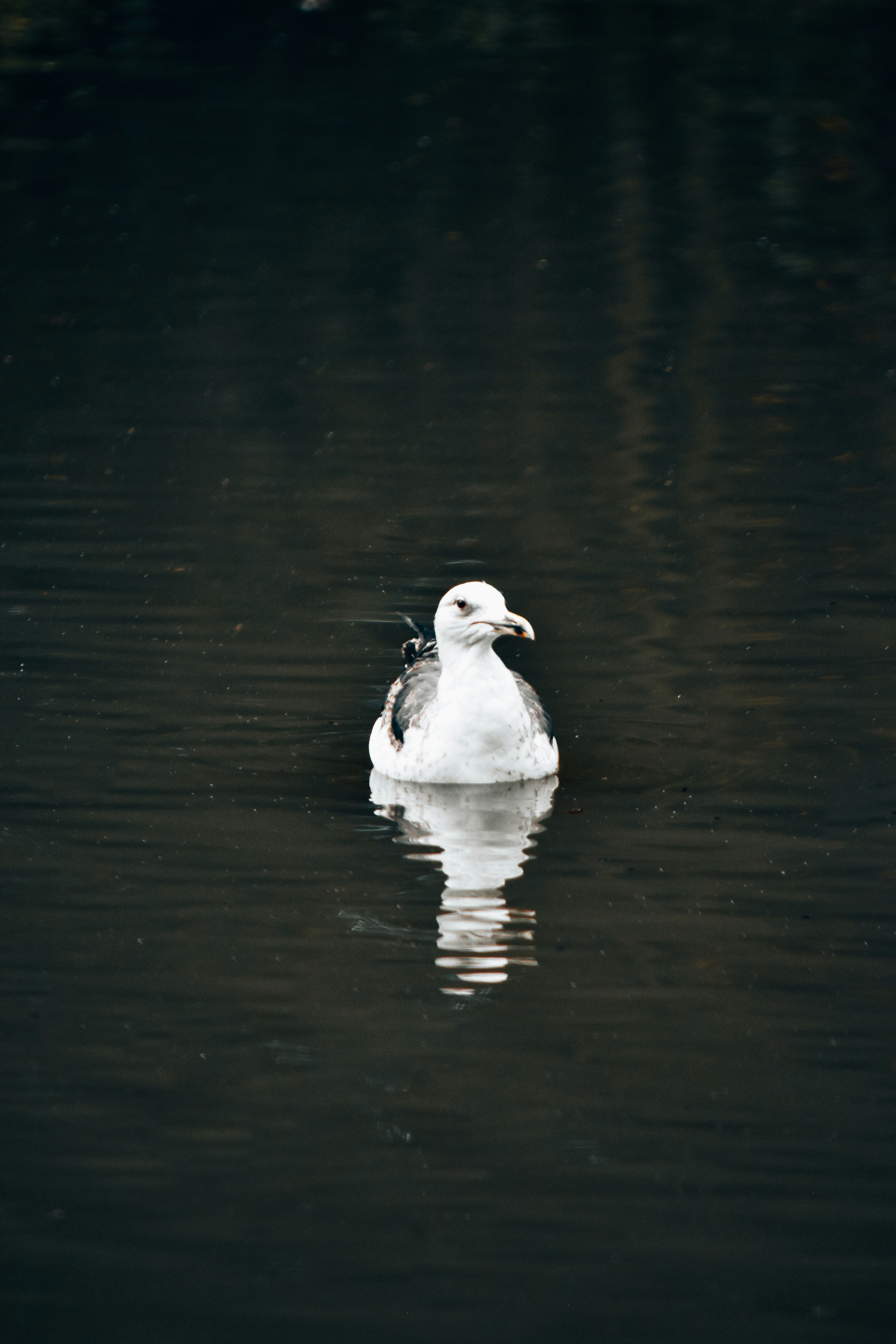 a white bird floating on top of a body of water