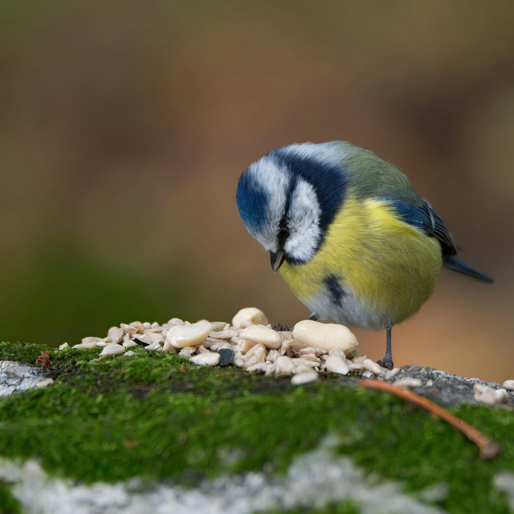 a small blue and yellow bird on a mossy surface