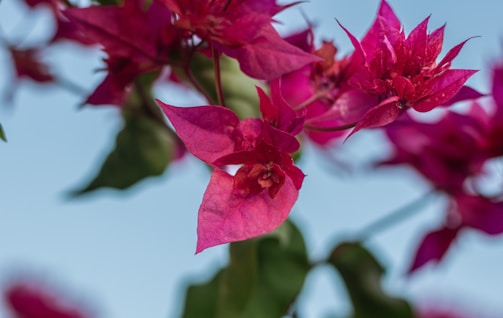 a close up of a pink flower on a tree