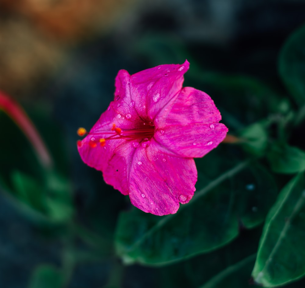 eine rosafarbene Blume mit Wassertropfen darauf