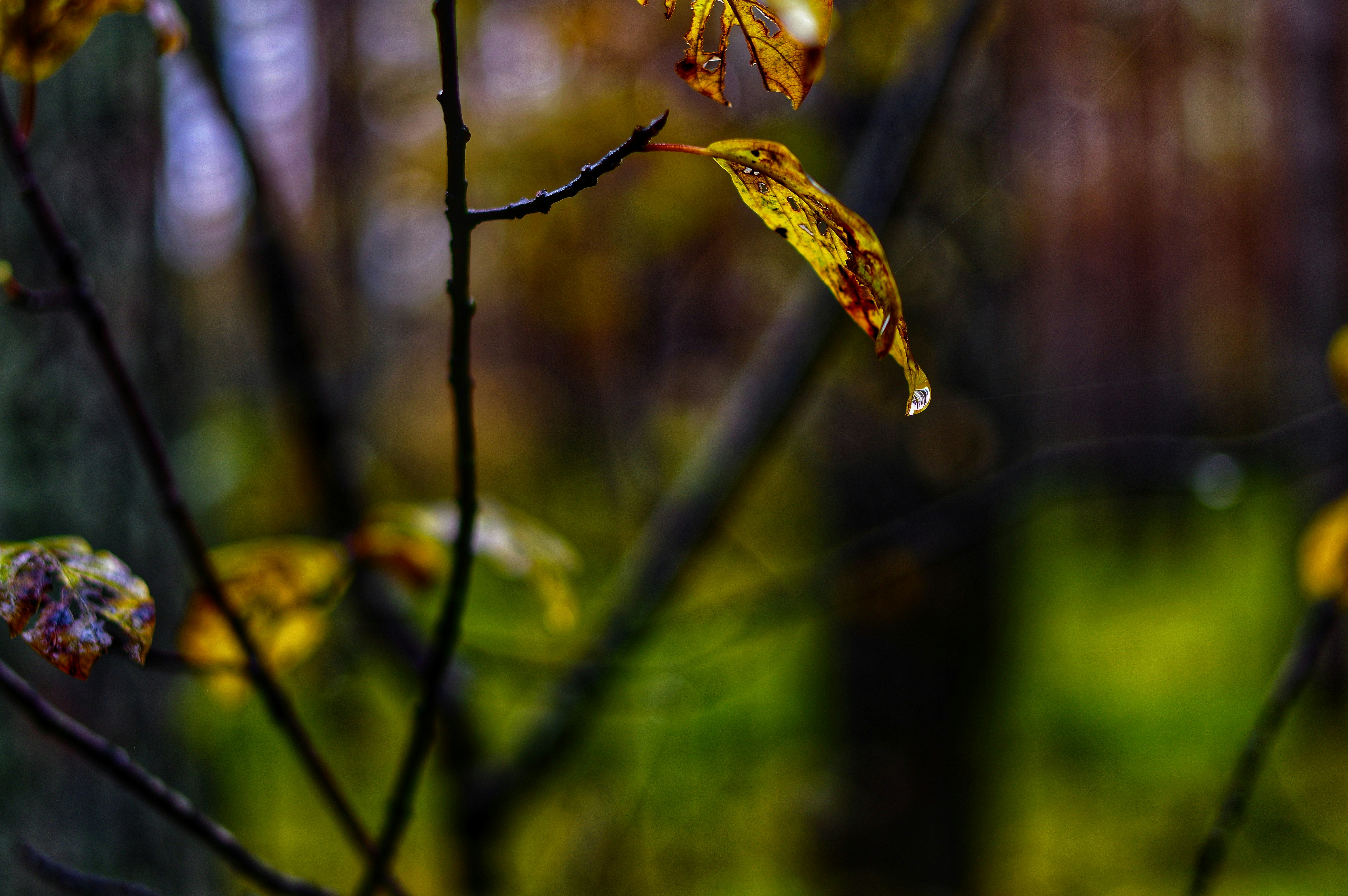Photo by bbj19