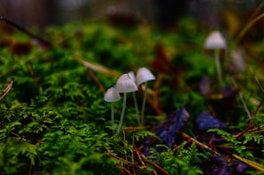 An elegant painting of forest mushrooms nestled among moss and fallen leaves.