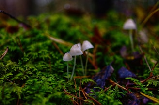 An elegant painting of forest mushrooms nestled among moss and fallen leaves.