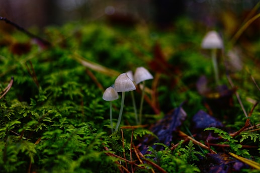 organic mushroom supplements to boost energy and focus