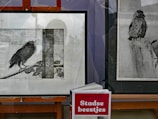 The image features two framed sketches of birds, one on the left showing a bird perched on a branch against a background of bricks, and one on the right depicting a bird sitting on a wooden post. In front of the sketches, there is a book titled 'Stadse beestjes' by Remco Daalder, standing upright.