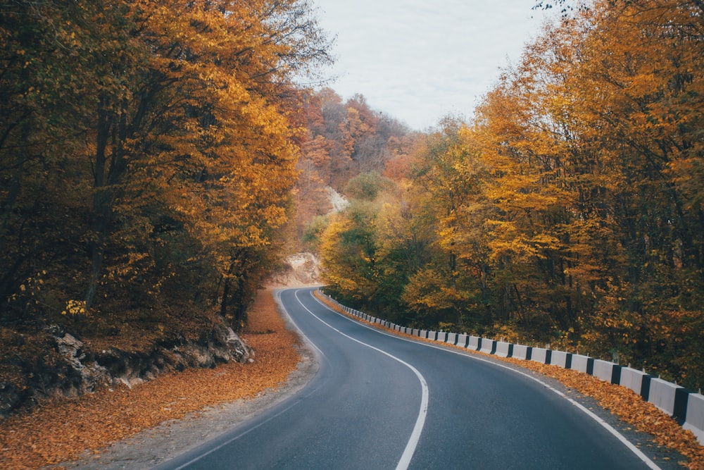 a curved road surrounded by trees in the fall