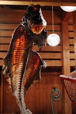 A large, dried fish is hanging upside down from a wooden beam in a rustic room. The fish is splayed open, showcasing its ribbed texture and vivid reddish-brown colors. In the background, a pale light fixture and a coiled green hose are visible against wooden walls. A red net is partially visible at the bottom right corner.