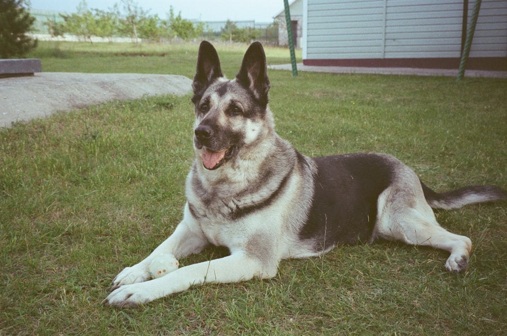 a dog laying in the grass with his tongue out