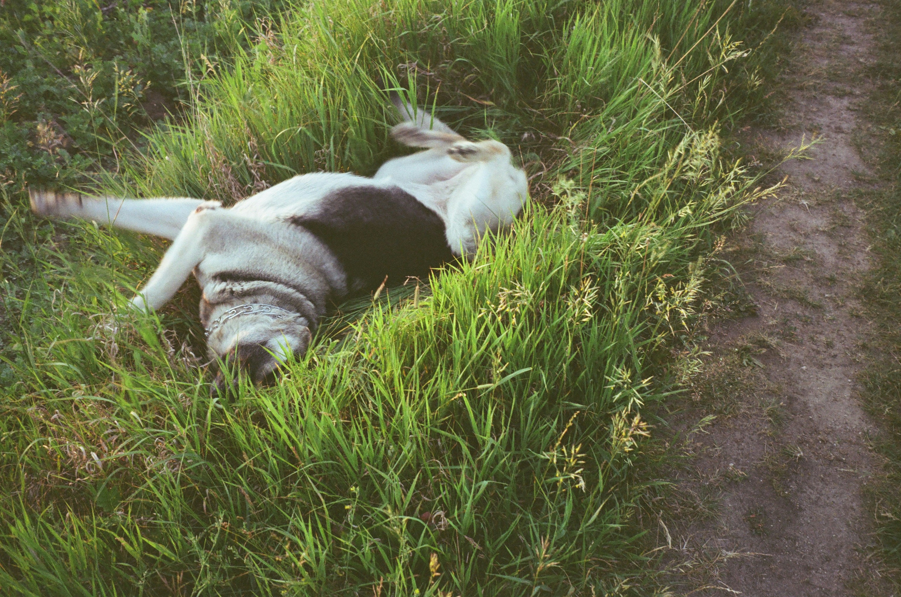 A dog laying in a field of tall grass photo – Free Animal Image on Unsplash