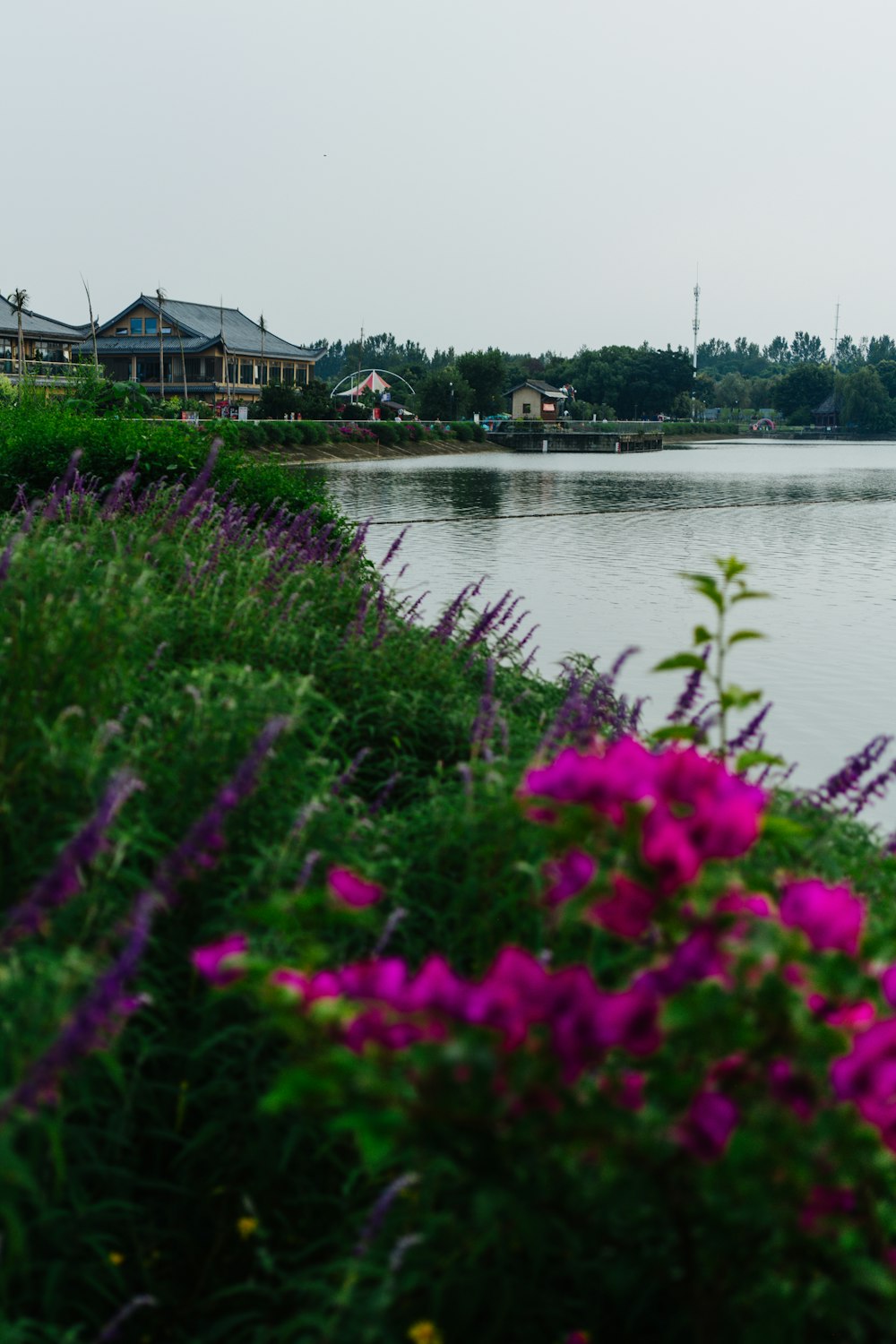 a body of water surrounded by purple flowers