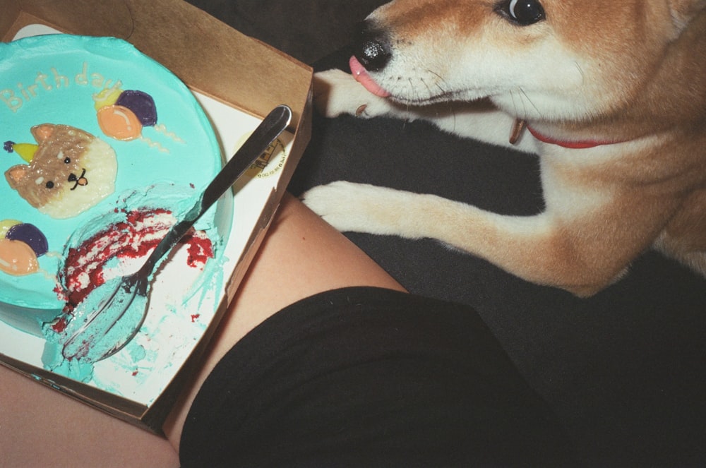 a dog looking at a birthday cake in a box