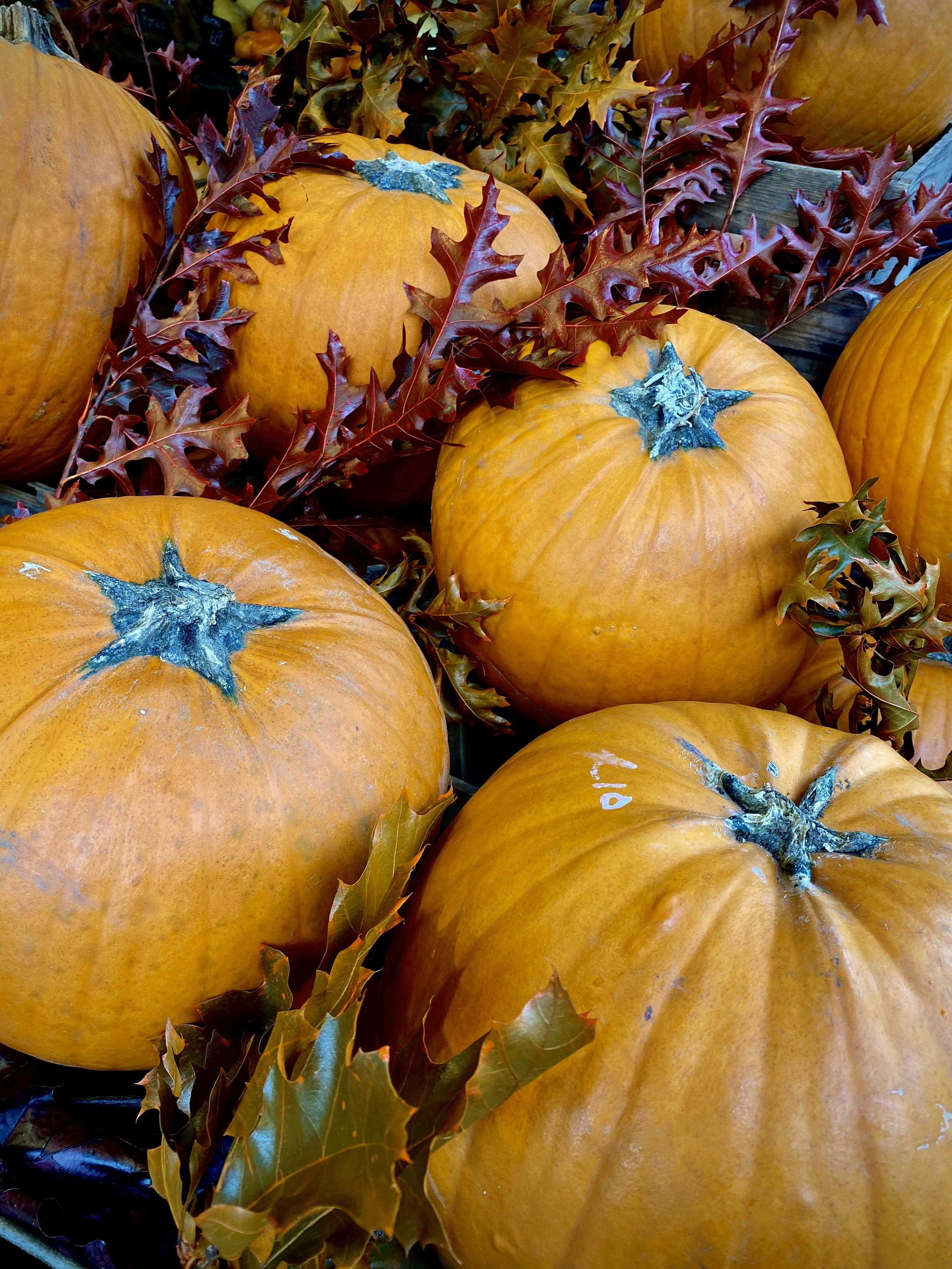 Orange pumpkins arranged with golden autumn leaves and wheat stalks