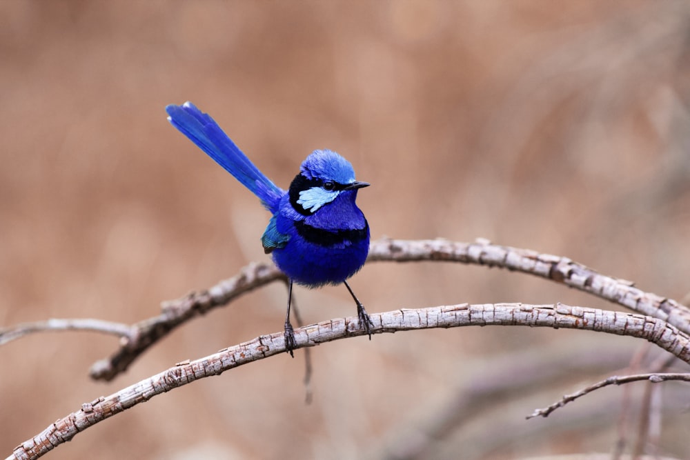 a small blue bird perched on a tree branch